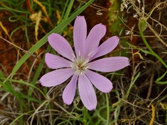 Lygodesmia grandiflora