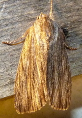 Acronicta lithospila