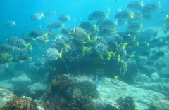 Prionurus laticlavius