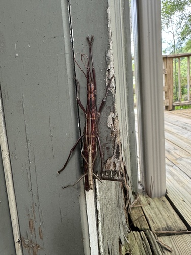 Two-striped walkingstick