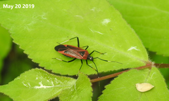 Gigantomiris jupiter