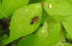 Gigantomiris jupiter