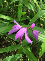 Bletilla striata
