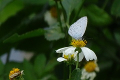 Celastrina lavendularis