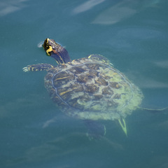 Pond Slider photo 5