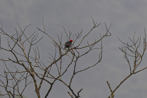 Red-headed Malimbe (Malimbus rubricollis), photo 7