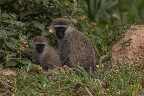 Tantalus Monkey