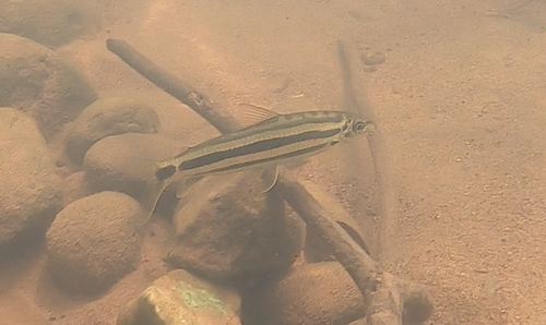 Hypomasticus pachycheilus