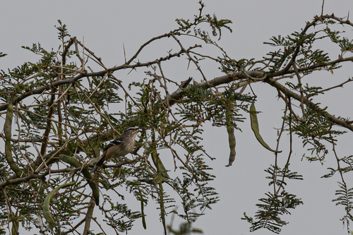 Brown-backed Scrub Robin (Cercotrichas hartlaubi), photo 6