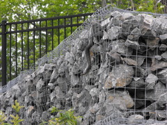 Nerodia sipedon sipedon