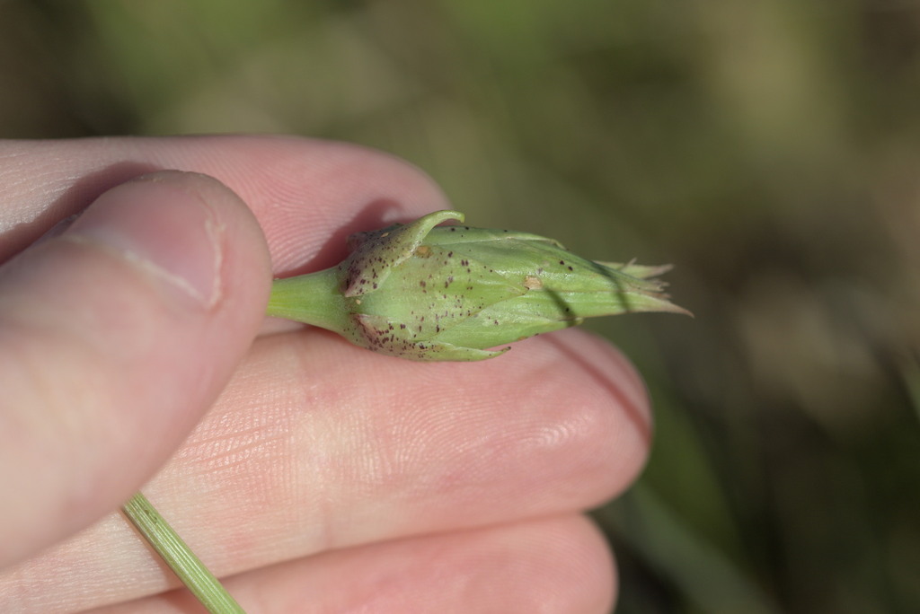 Microseris laciniata; photograph author not stated, no rights reserved