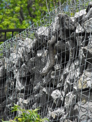 Nerodia sipedon sipedon