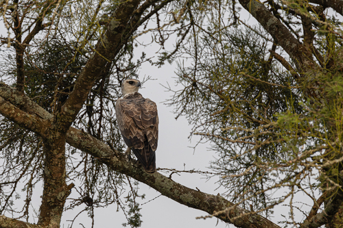 Martial Eagle (Polemaetus bellicosus), photo 10