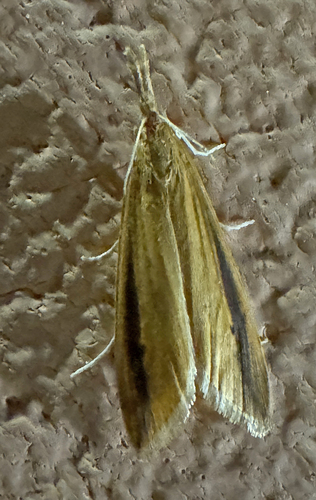 Donacaula linealis · iNaturalist