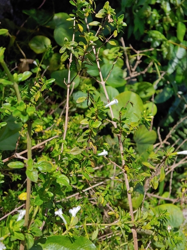 Clinopodium vimineum, photograph 2
