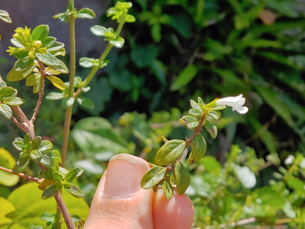 Clinopodium vimineum; photograph (c) Kurt Miller, some rights reserved (CC BY-SA)