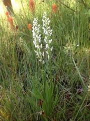 Platanthera dilatata leucostachys