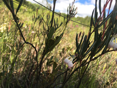 Andromeda polifolia glaucophylla