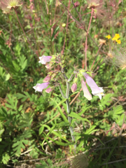 Penstemon hirsutus