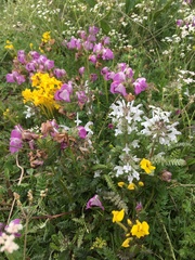 Pedicularis cheilanthifolia