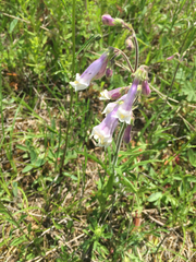 Penstemon hirsutus