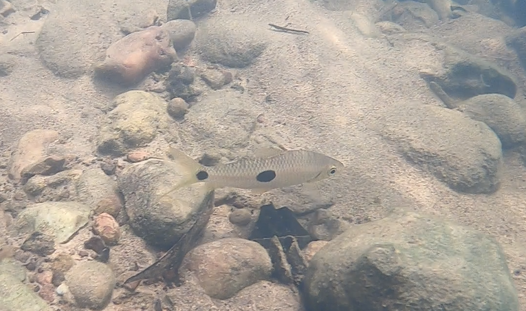 Leporinus aripuanaensis