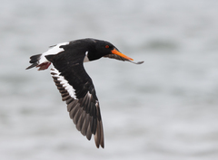 South Island Oystercatcher photo 3