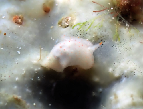Sagaminopteron bilealbum observed 2024-05-05