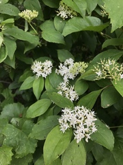 Cornus foemina