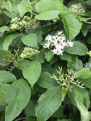 Cornus foemina