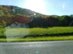 Silphium terebinthinaceum