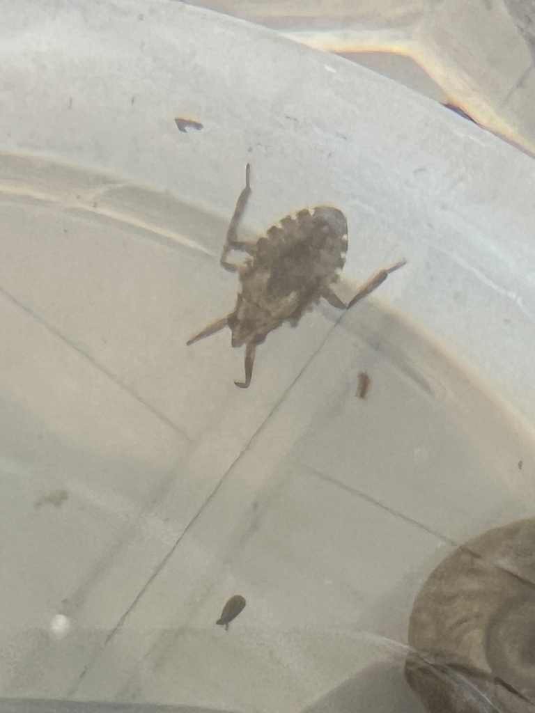 Belostoma from E Jones St, Lewisville, TX, US on June 12, 2024 at 0914