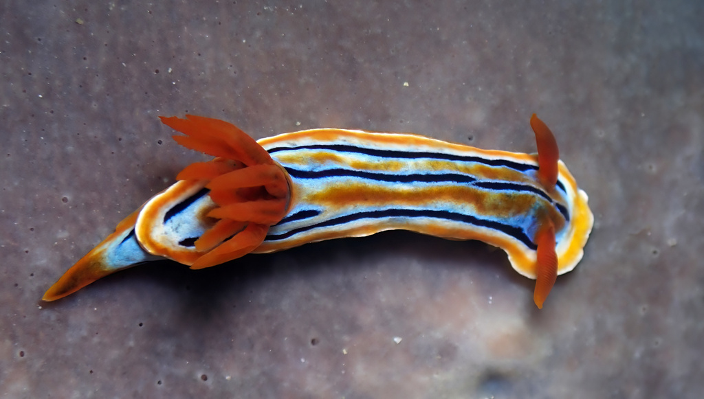 Photo of Coleman's chromodoris (Chromodoris colemani)