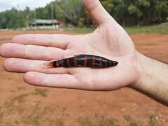 Red Banded Leporinus photo 1