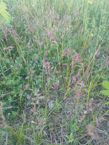 Poa humilis observed 2024-06-12