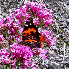 Vanessa vulcania