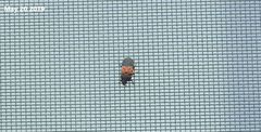 Dermestes vorax