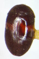 Attagenus fasciatus