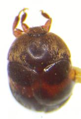 Attagenus fasciatus