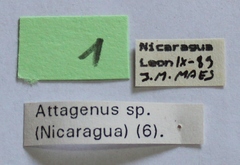 Attagenus fasciatus