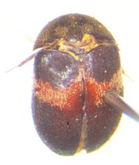 Attagenus fasciatus