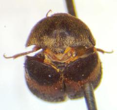 Attagenus fasciatus