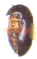 Attagenus fasciatus
