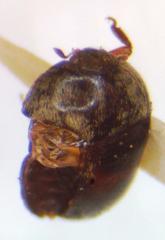Attagenus fasciatus