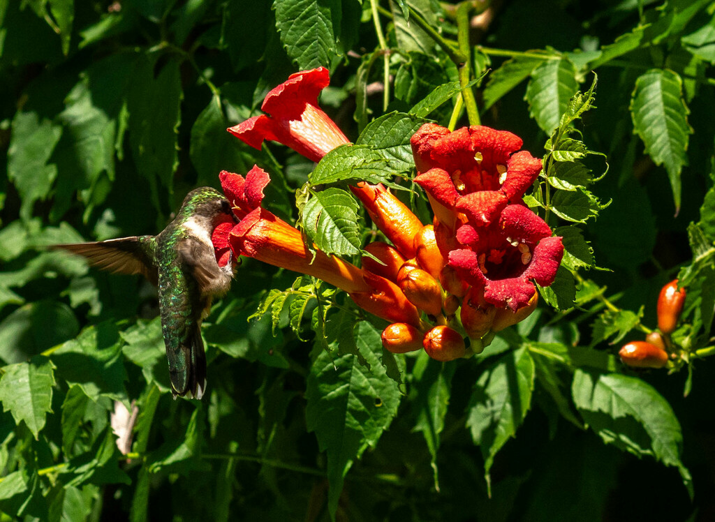 June Hummingbird Ruby-throated Hummingbird from Shawnee Bottoms, Covington, IN 47932 ...