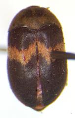 Attagenus fasciatus