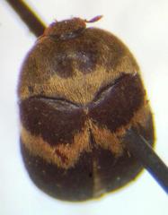 Attagenus fasciatus