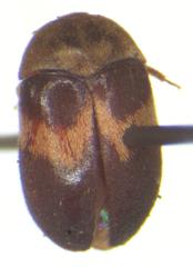 Attagenus fasciatus