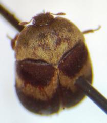 Attagenus fasciatus
