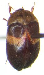 Attagenus fasciatus